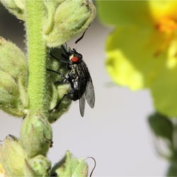 Stubenfliege