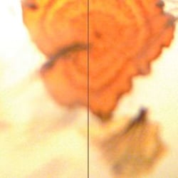 Megalog