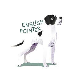 English Pointer