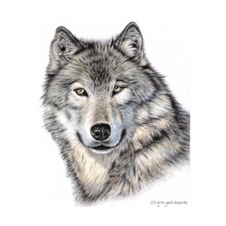 Der Wolf