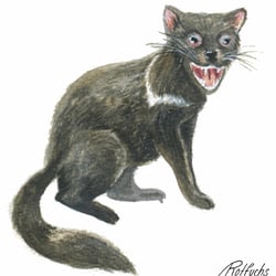 Tierillu 7