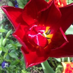 Flowers 16
