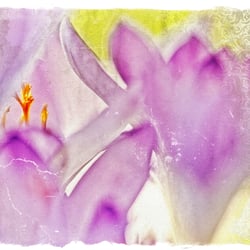 Shades of violet