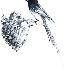 “SCHWALBENNEST” Tierillustration – Ink
