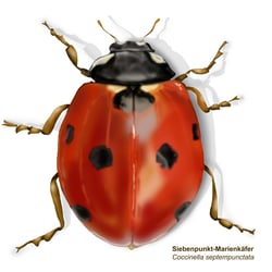 Marienkäfer