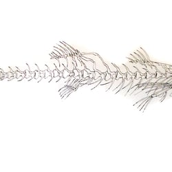 fischGroß