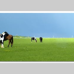Esref Yilmaz/Fotografie: Tiere