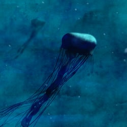 jelly fish