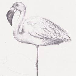 Tierskizze | Bleistift auf weißem Papier