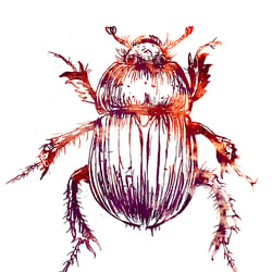 dung beetle