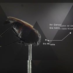 Infotainment – Motte