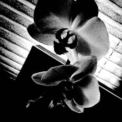 Flower Power / 2022