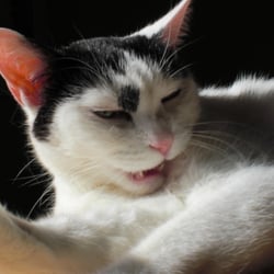 Bastet