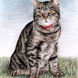 Stubentiger, Buntstift