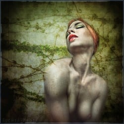 Poison-Iris