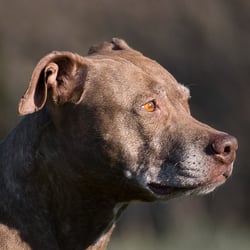 Pibble
