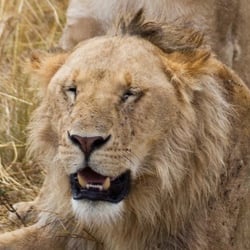 masaai mara106