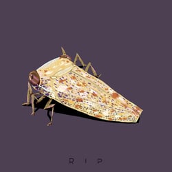 RIP – Cicada