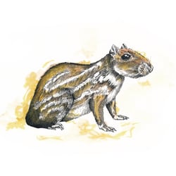 Cuniculus paca