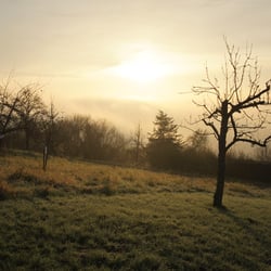Nebelmorgen 35 0877k
