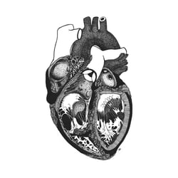 The Heart