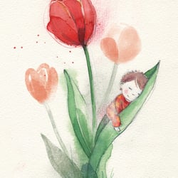 Tulpe