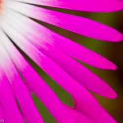 Blumenbild (11 von 60)
