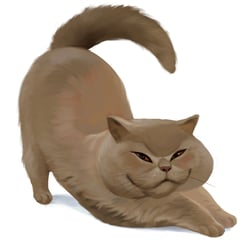 Katze
