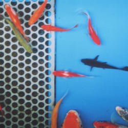 Es war ein mal ein kleiner Goldfisch.