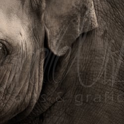 Elefant