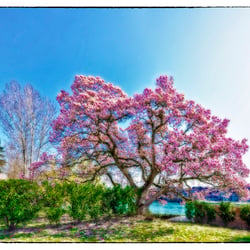 Magnolia magnifica