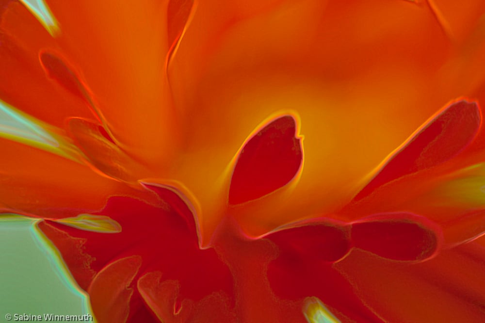 Blumenbild (14 von 60)