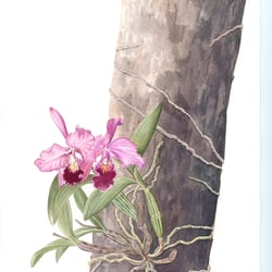 Cattleya forbesii