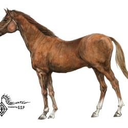 Pferd. Illustration  buntstifte, Aquarell, Tush.