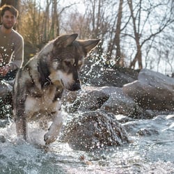 Wolfshund Kampagnen Shooting für Zooplus