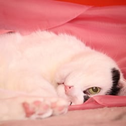 Bastet the Cat 2012 Teil 03