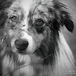 Australian Shepherd