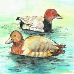 Enten