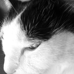 Bastet
