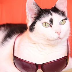 Bastet the Cat 2012 Teil 02