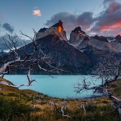 Patagonian Trees, Chile