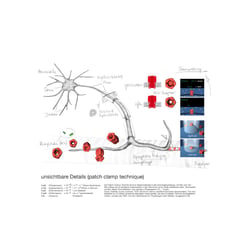 patch clamp technique / unsichtbare Details