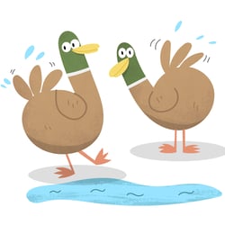 Illustration „Enten schütteln sich“