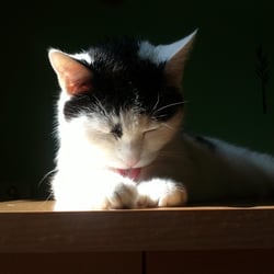 Bastet the Cat 9