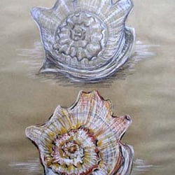 RiesenMuscheln