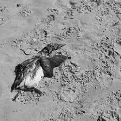 Dead Bird in the Sand
