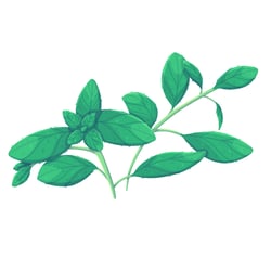 marjoram