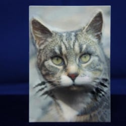 Farbrelief – Katze