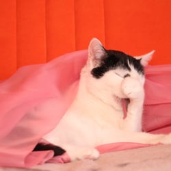 Bastet the Cat 2012 Teil 03