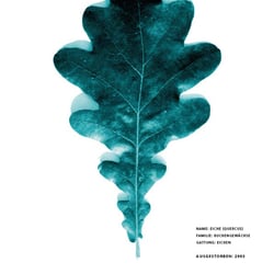 Plakat- „The Cave“